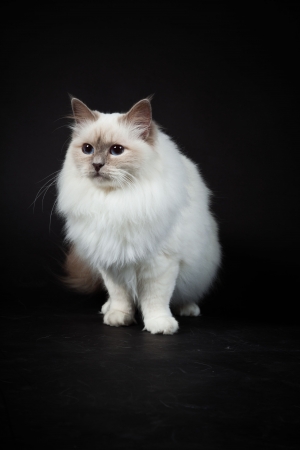 Birman cat isolated on black background. Studio shot.の写真素材
