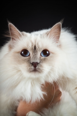 Birman cat isolated on black background  Studio shot の写真素材