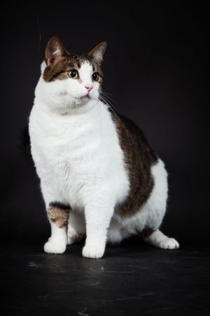Cat white brown spotted isolated on black background  Studio shot の写真素材