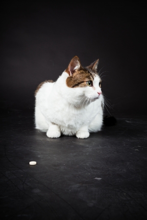 Cat white brown spotted isolated on black background  Studio shot の写真素材