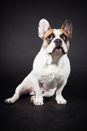 Brown white french bulldog isolated on black background. Studio shot.の写真素材