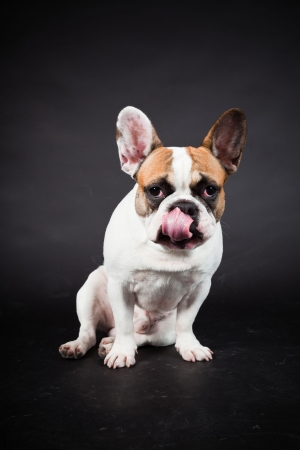 Brown white french bulldog isolated on black background. Studio shot.の写真素材