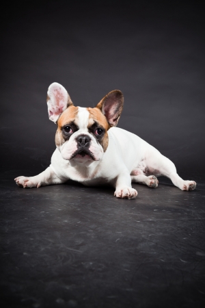 Brown white french bulldog isolated on black background  Studio shot の写真素材