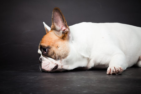 Brown white french bulldog isolated on black background  Studio shot の写真素材