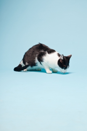 White cat with black spots isolated on light blue background. Studio shot.の写真素材