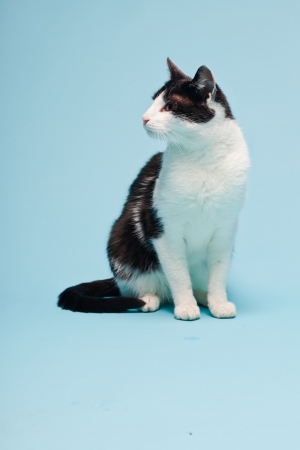 White cat with black spots isolated on light blue background. Studio shot.の写真素材