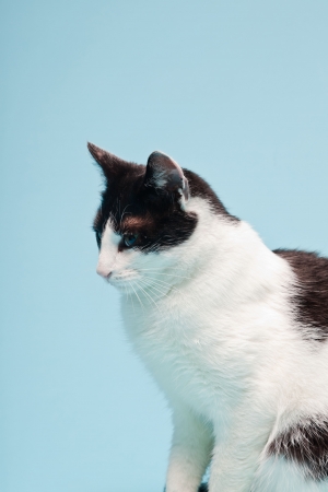 White cat with black spots isolated on light blue background  Studio shot の写真素材
