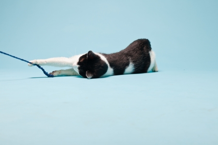 White cat with black spots isolated on light blue background  Studio shot の写真素材