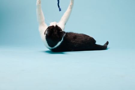 White cat with black spots isolated on light blue background  Studio shot の写真素材
