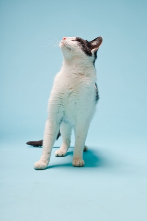 White cat with black spots isolated on light blue background  Studio shot の写真素材