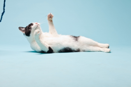 White cat with black spots isolated on light blue background  Studio shot の写真素材
