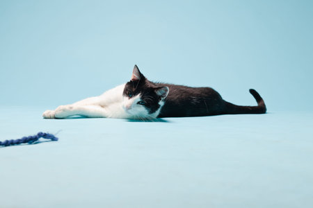 White cat with black spots isolated on light blue background  Studio shot 