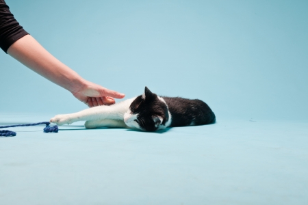 White cat with black spots isolated on light blue background  Studio shot の写真素材
