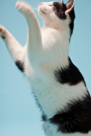 White cat with black spots isolated on light blue background  Studio shot の写真素材