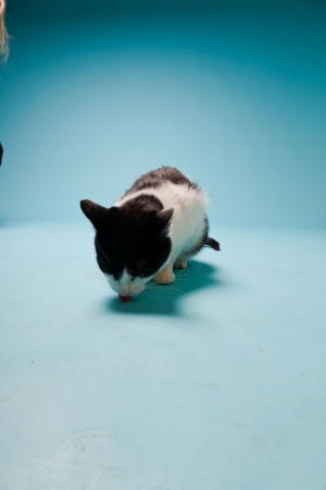 White cat with black spots isolated on light blue background  Studio shot の写真素材
