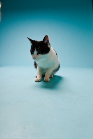 White cat with black spots isolated on light blue background  Studio shot の写真素材