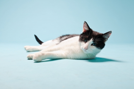 White cat with black spots isolated on light blue background  Studio shot の写真素材