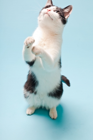 White cat with black spots isolated on light blue background  Studio shot の写真素材