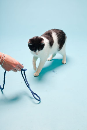White cat with black spots isolated on light blue background  Studio shot 