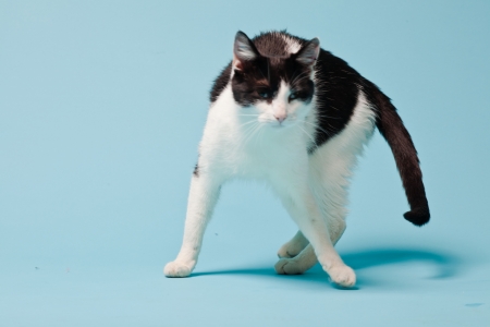 White cat with black spots isolated on light blue background  Studio shot の写真素材