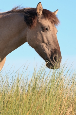 Grazing wild horse in grass dune landscape. Konik horse.の写真素材