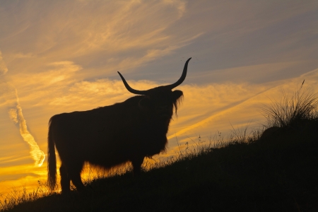 Silhouette of scottish highlander cow standing on hill in grass dune landscape at sunset.の写真素材