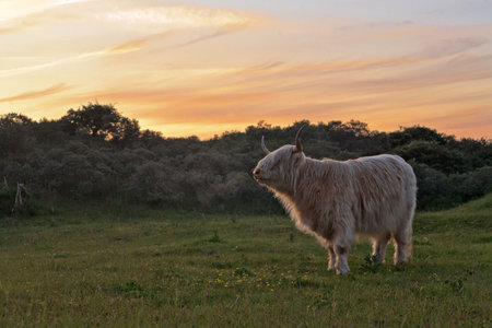 White scottish highlander cow standing in field of grass in dune landscape at sunset.