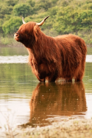 One scottish highlander standing in water. Cooling down.の写真素材