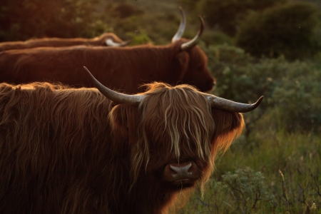 Group of scottish higlanders in grass landscape. Backlit at sunset.の写真素材