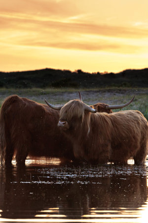 Two scottish highlanders standing in water. Cooling down. Sunset sky.の写真素材