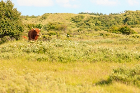 Scottish highlander walking in grass dune landscape. Fur moving in the wind.の写真素材