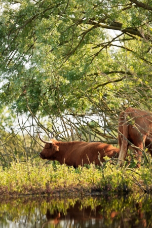 Two scottish highlander cows cooling down in shadow in bushes near pond.の写真素材