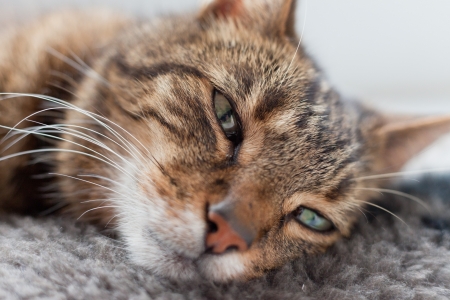 Close-up of lazy tabby cat sleeping on grey rug.の写真素材