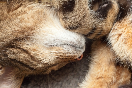 Close-up of lazy tabby cat sleeping on grey rug.の写真素材