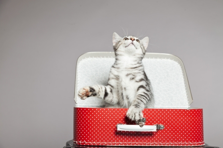 Curious playful funny tabby kitten in red little suitcase. Studio shot against grey.の写真素材