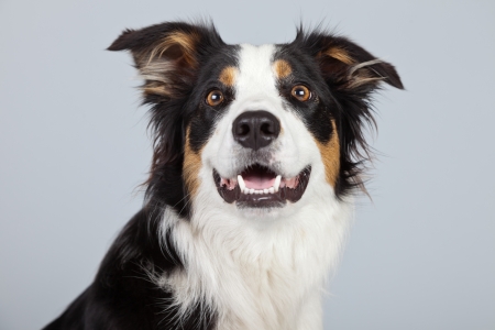 Border collie dog black brown and white isolated against grey background. Studio portrait.の写真素材