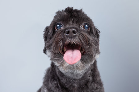 Funny mixed breed grey boomer dog isolated against grey background. Studio portrait.