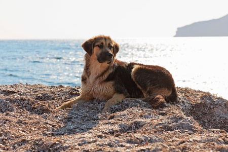 Street dog on the beach of Corfu in summer. Ionian island. Greece. Blue sky.の写真素材