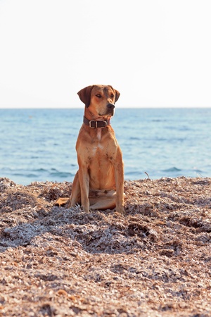 Street dog on the beach of Corfu in summer. Ionian island. Greece. Blue sky.の写真素材