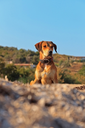 Street dog on the beach of Corfu in summer. Ionian island. Greece. Blue sky.の写真素材