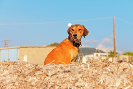 Street dog on the beach of Corfu in summer. Ionian island. Greece. Blue sky.の写真素材