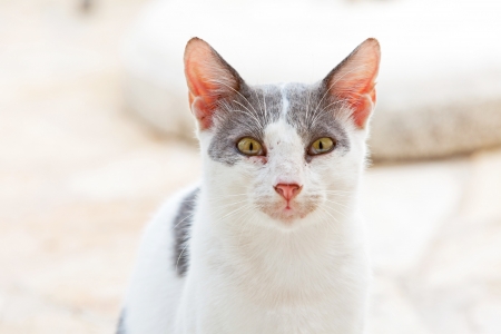 Street cat white with grey spots. Corfu. Greece.の写真素材