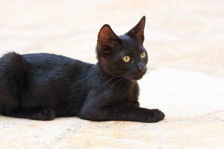 Street cat black kitten with green eyes. Corfu. Greece.の写真素材
