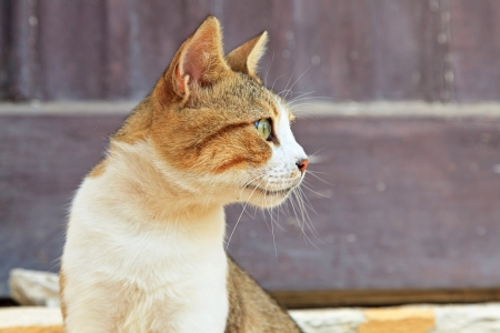 Street cat white with red spots. Corfu. Greece.の写真素材