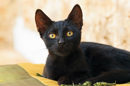 Playful curious black street kitten on pillow outdoors. Corfu. Greece.の写真素材