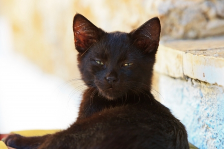 Sleepy curious black street kitten on pillow outdoors. Corfu. Greece.の写真素材