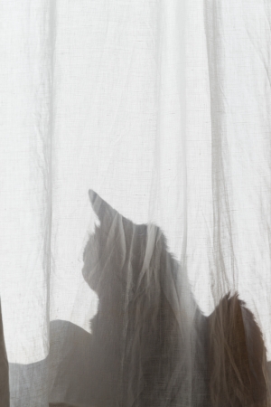 Silhouette of cat sitting behind white curtain.の写真素材