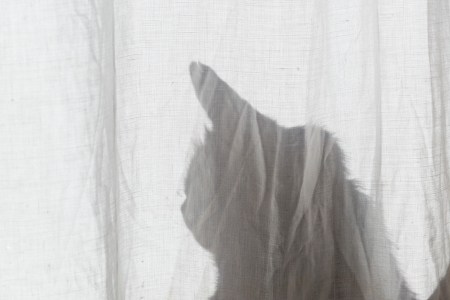 Silhouette of cat sitting behind white curtain.の写真素材