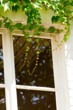 Wooden white window exterior surrounded by green leafs. Close-up.の写真素材