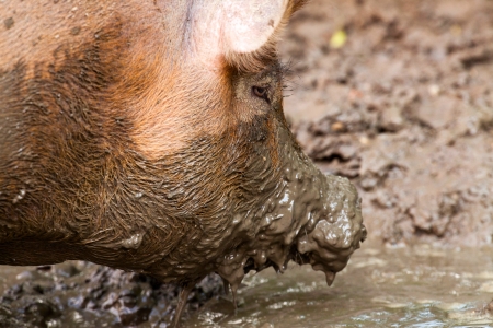 Dirty pig in mud puddle. Close-up.の写真素材